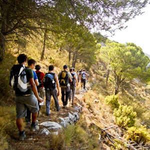 Jungle Walk
