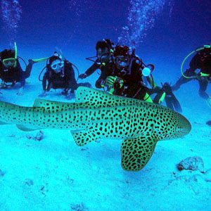 Lakshadweep Ltc Package