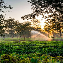 LTC 80 Assamese Package in Delhi