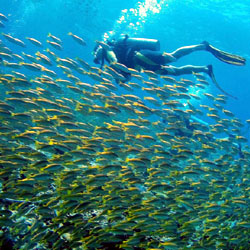 LTC Mauritius Package from Ltc Bharat