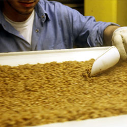 Food Grade Conveyor Belts